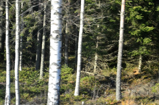 Bilden är tagen genom ett bussfönster. Under sådana färder har man tid att tänka på mycket.