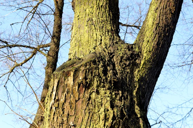 I solens sken i lördags såg en av stammarna ut så här.