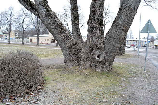 Ofta ser jag olika figurer och roliga formationer på stammen först då jag tar fram bilden på datorn.