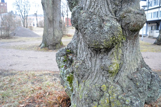 Med god fantasi kan man se allt möjligt i/på stammen.