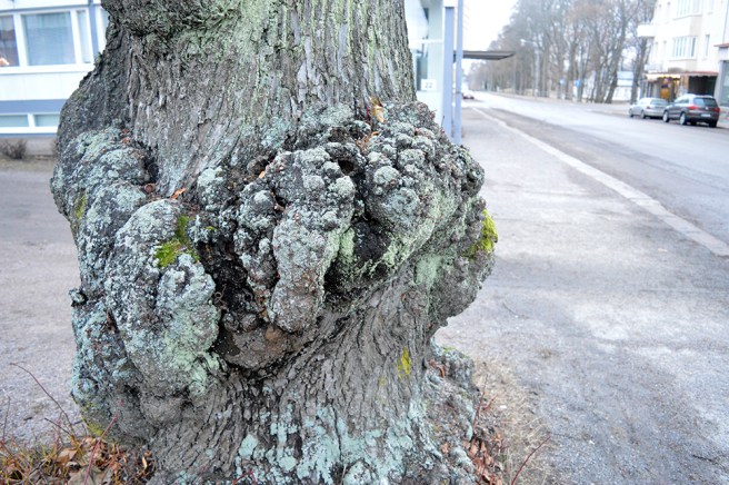 Här ser jag i mitten en häst med yvig man och böjt huvud.