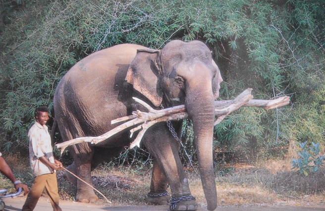 Elephant on work står det bak på det här kortet som jag fick av en ung studerande kille.