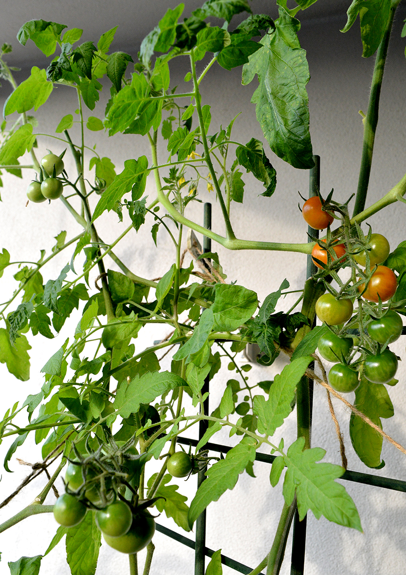 Tisdag_tomater_3sept