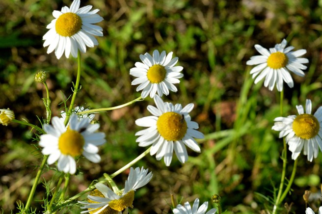 Mandag Glad måndag! 25-09-2023 | Debutsky's Blog – Inne i huvudet på en författare